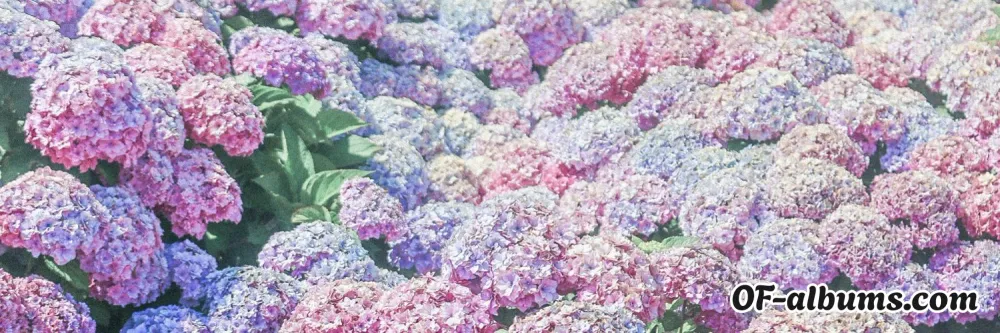 Image #2 of aaneko0713