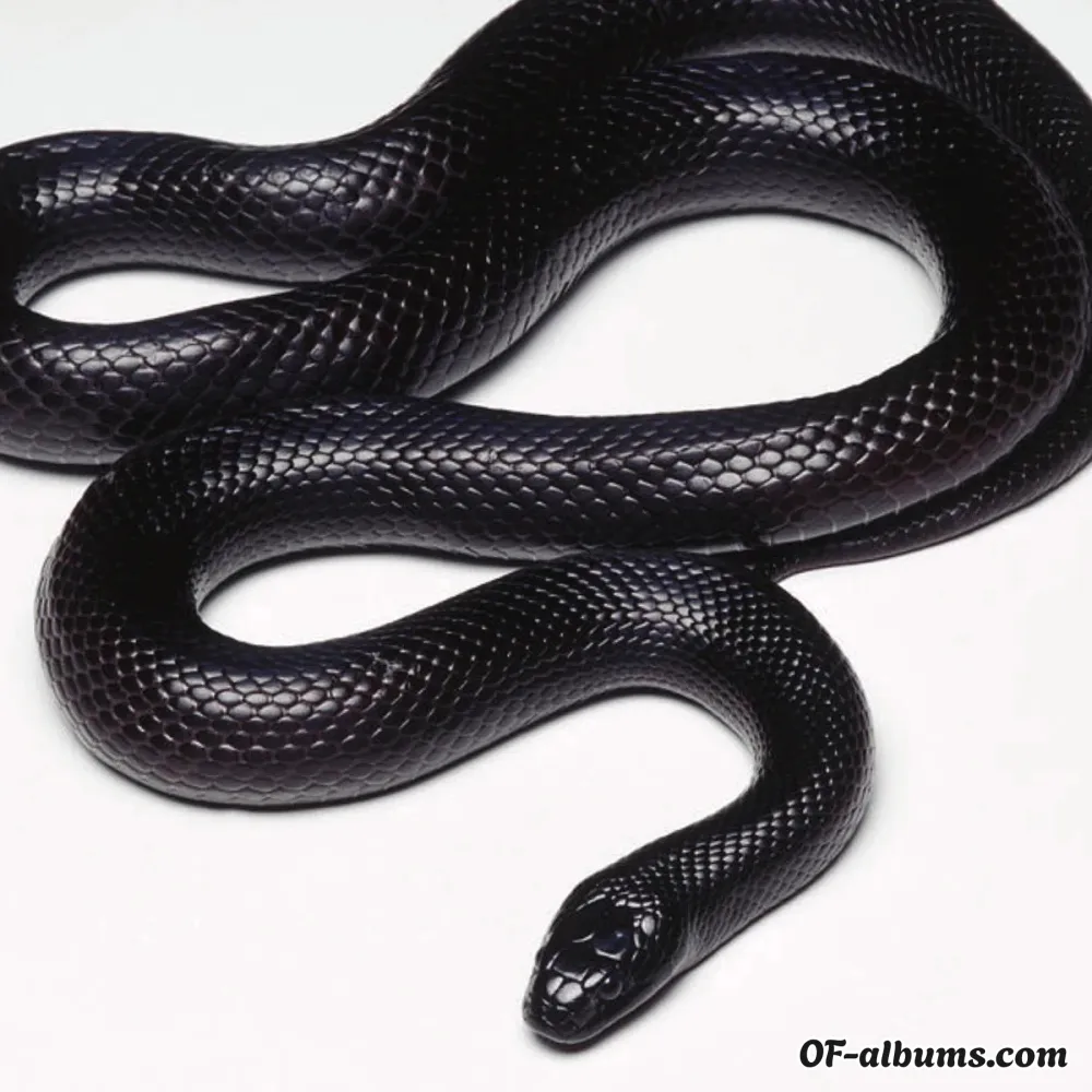 Image #2 of abraheldomina