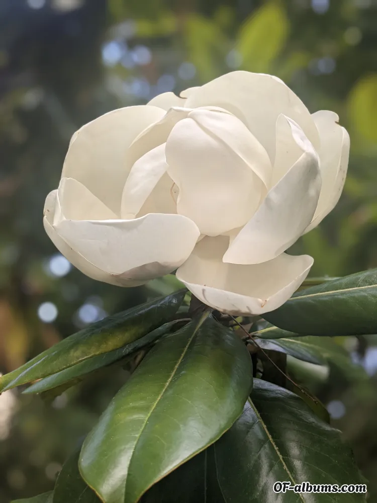 Image #2 of advantageousash