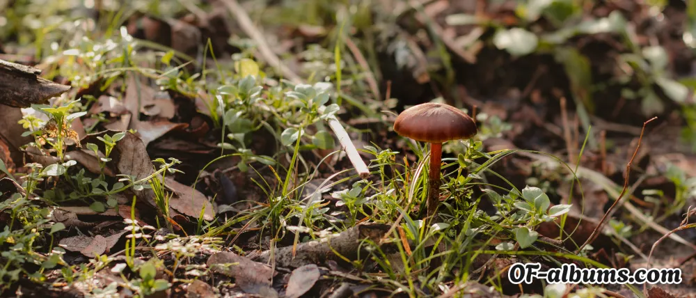 Image #4 of anonymushroom