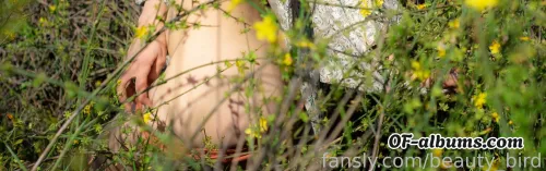 Image #4 of beauty_bird