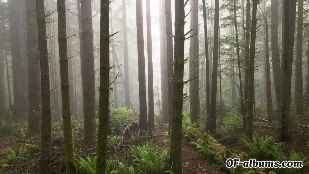 Image #2 of bloomingsoul69