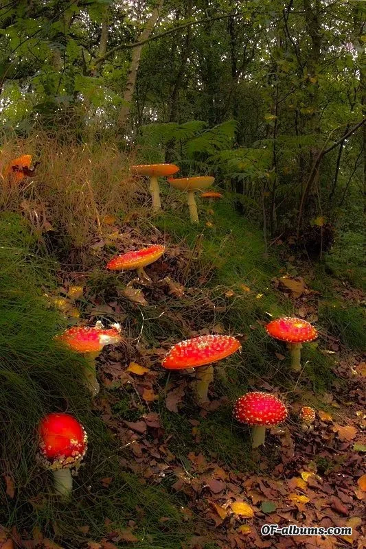 Image #5 of blossem