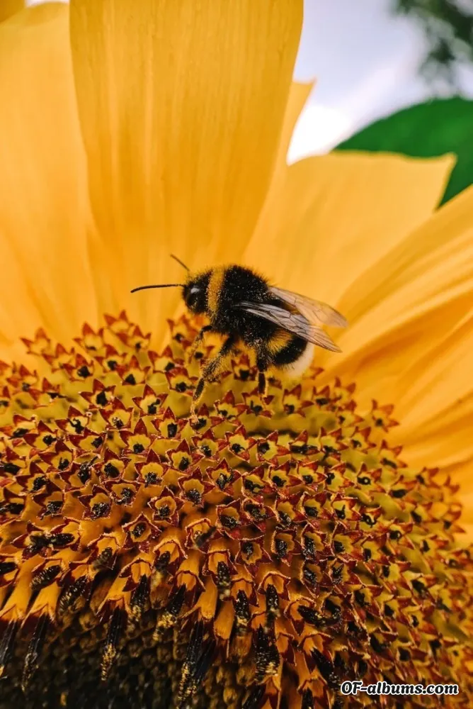 Image #2 of bumblebee-bbw