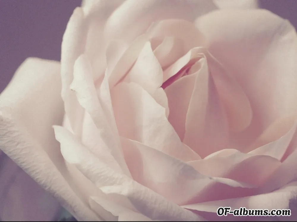 Image #2 of bunnyroseee