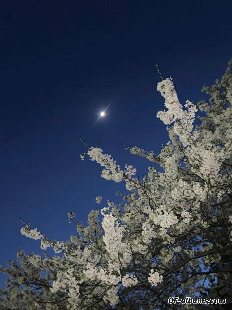 Image #2 of cherrygirlllxo