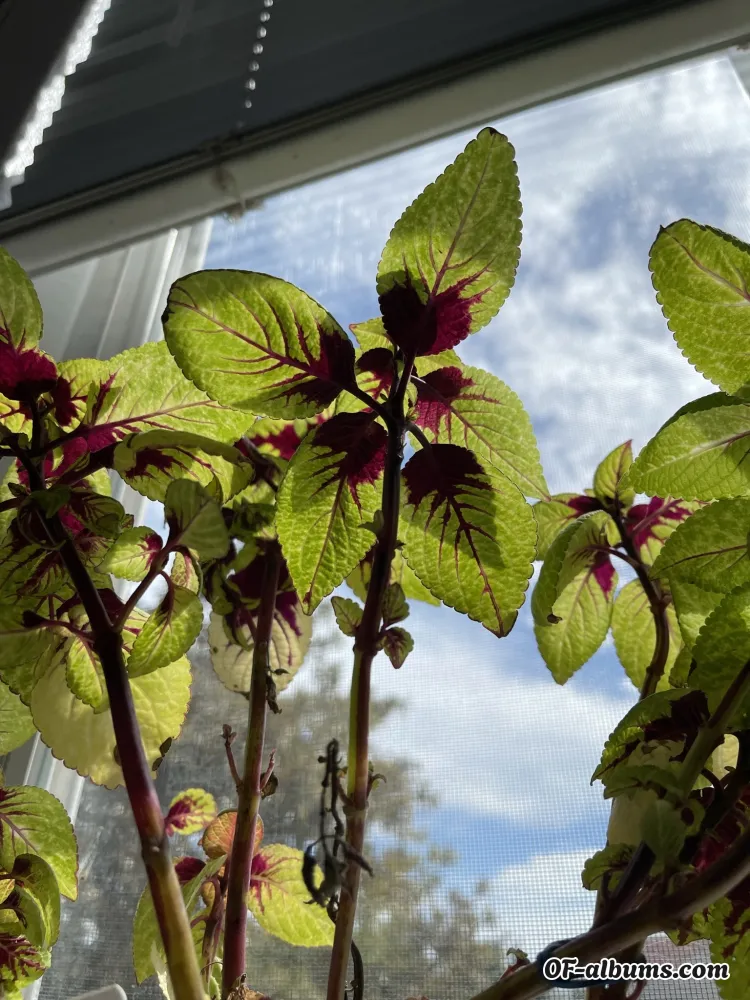 Image #2 of clairedelacreme