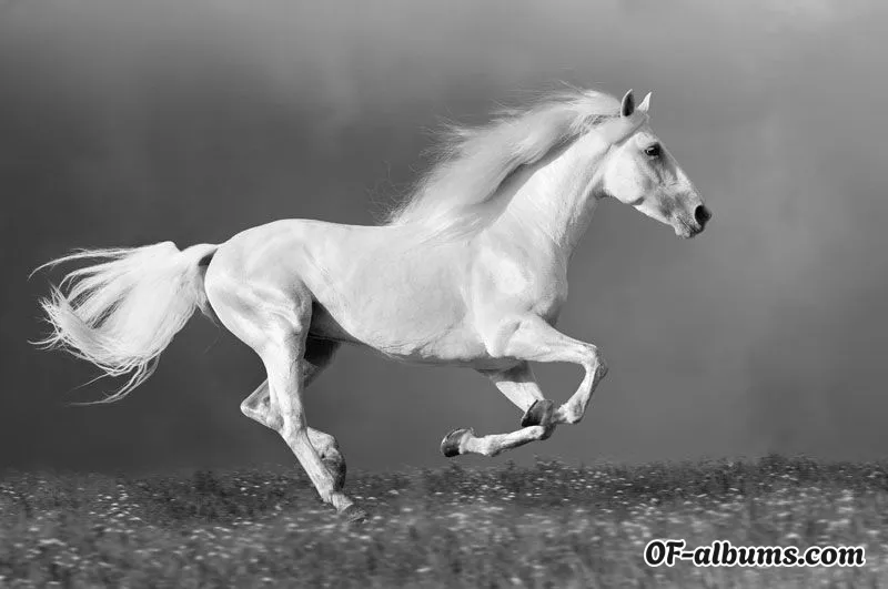 Image #2 of cowgirl.ca