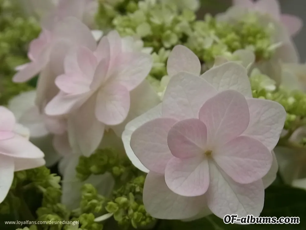 Image #13 of desiredxangel