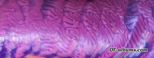 Image #4 of dirtybitsaudio