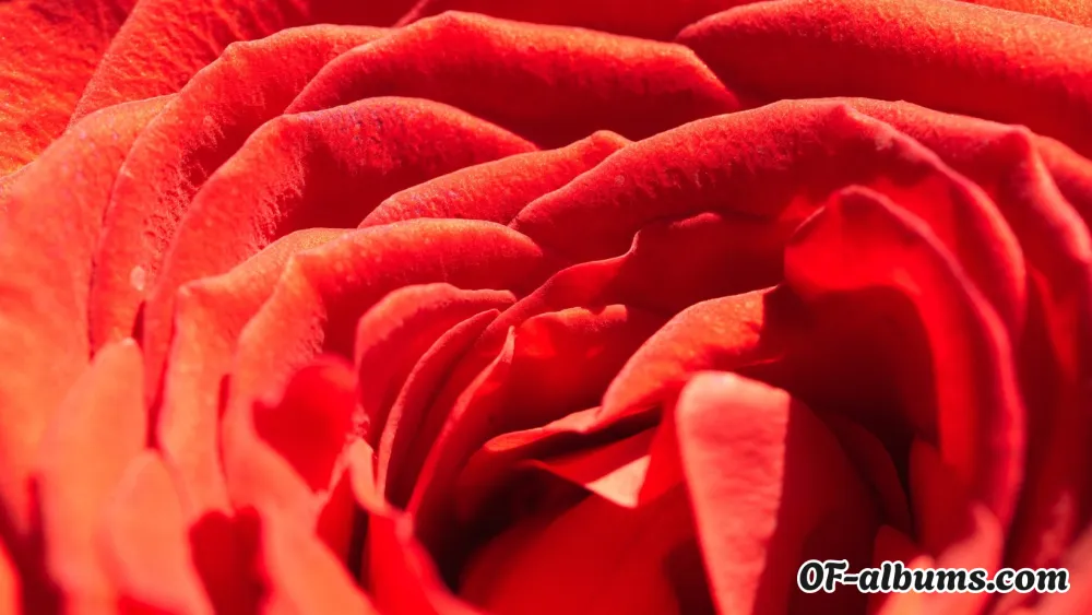 Image #2 of essence.of.venus