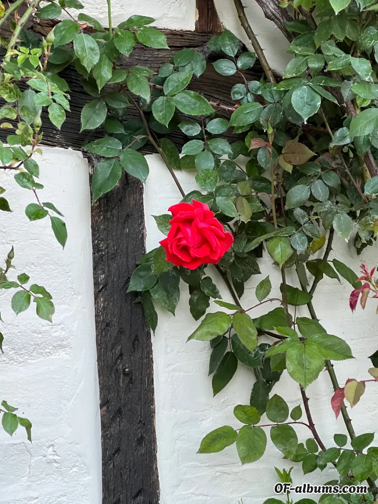 Image #2 of eve_ulva