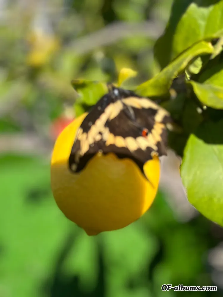 Image #2 of fattgothe