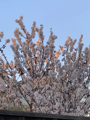 Image #3 of feetlikefelicia