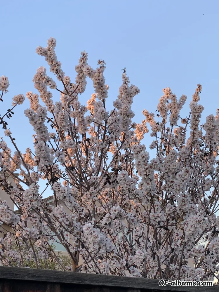 Image #2 of feetlikefelicia