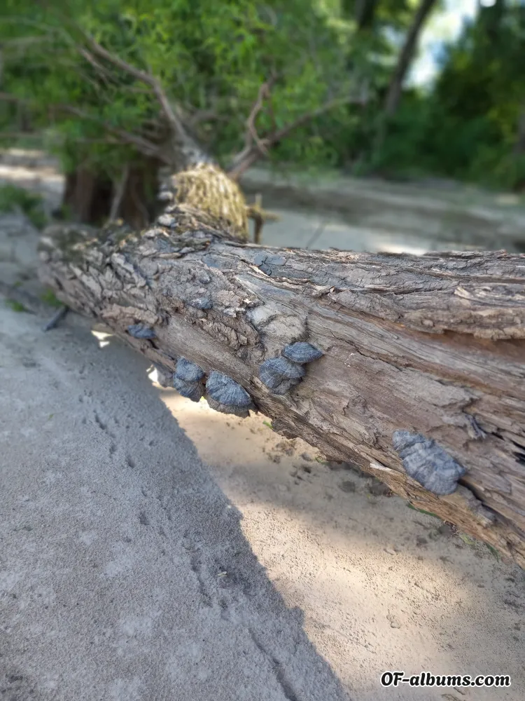 Image #2 of fetishduchess