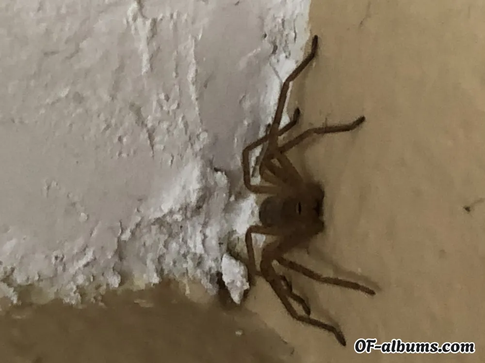 Image #1 of fingerstring