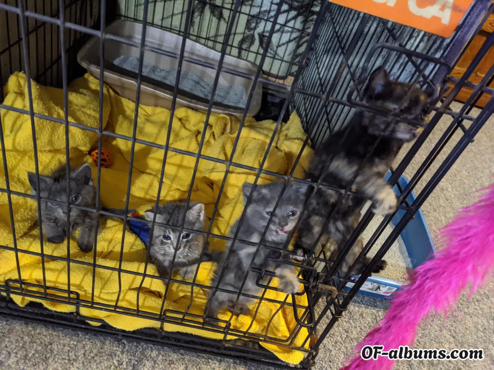 Image #2 of fosterkittens