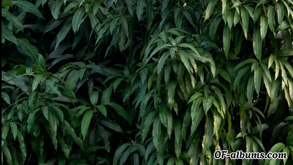 Image #5 of fuemejor