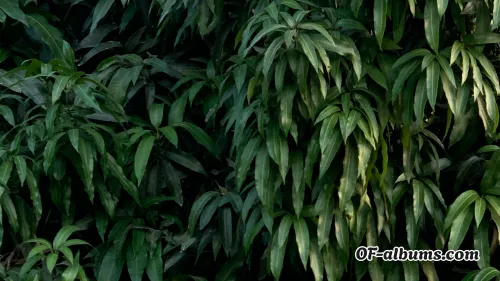 Image #4 of fuemejor