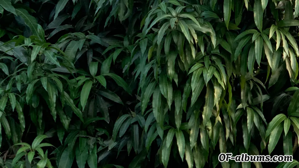 Image #2 of fuemejor