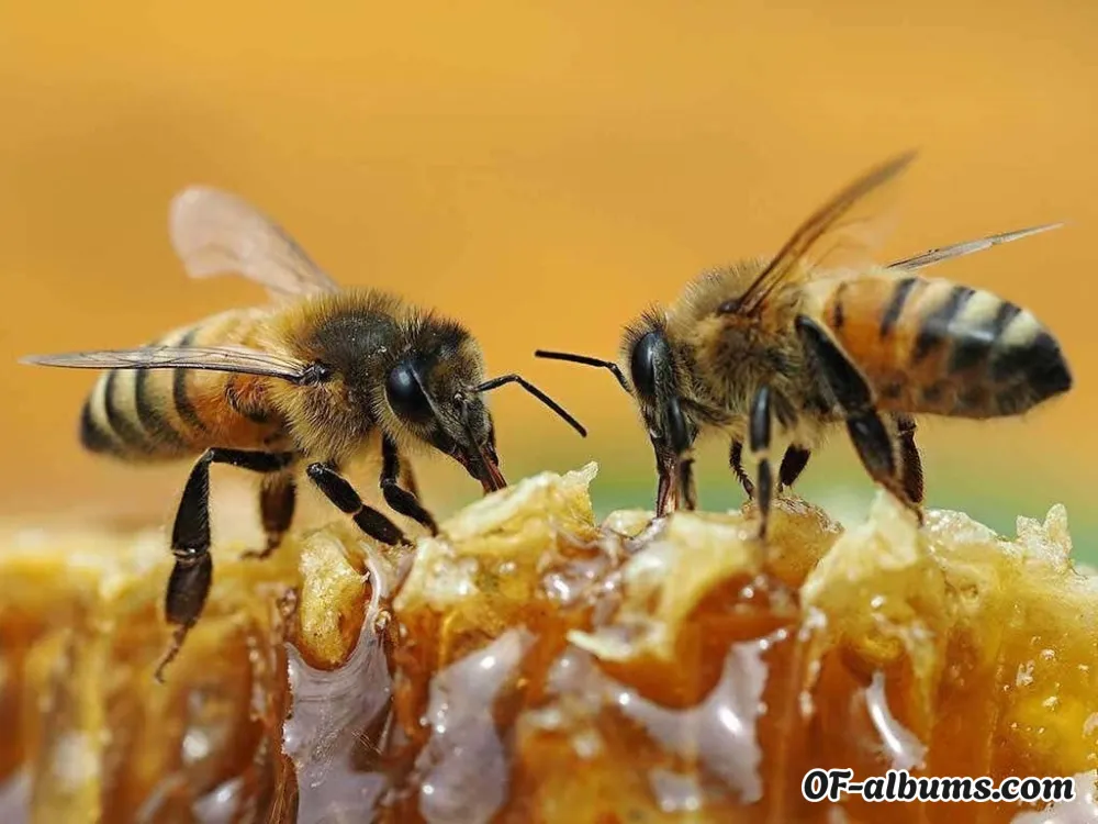 Image #2 of godesshoney