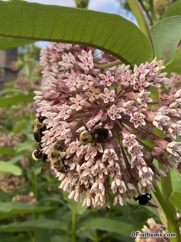 Image #2 of gothslut6669