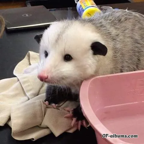 Image #5 of gremlynne