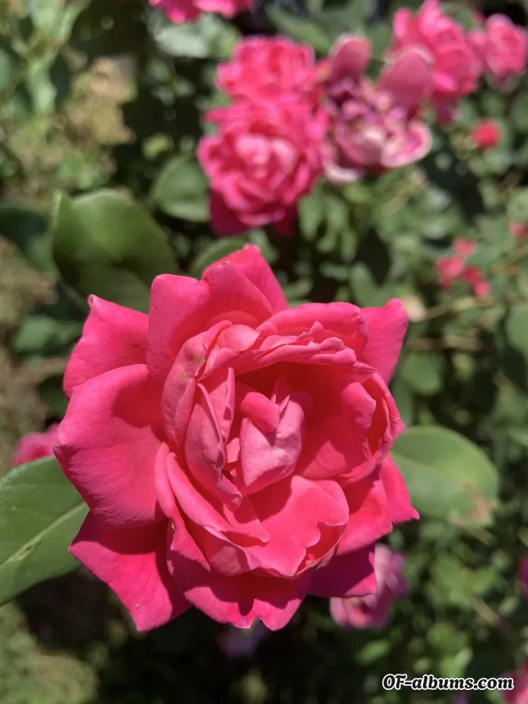 Image #2 of hannahhoyt