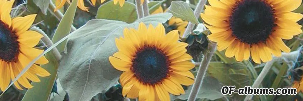 Image #2 of hannnahkaiser