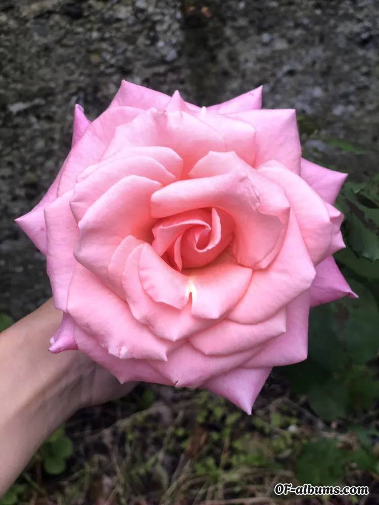 Image #2 of holymotherofgod