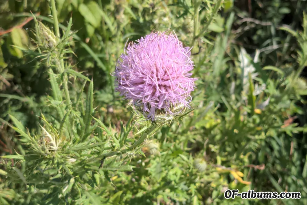 Image #2 of itisthelittlethingz