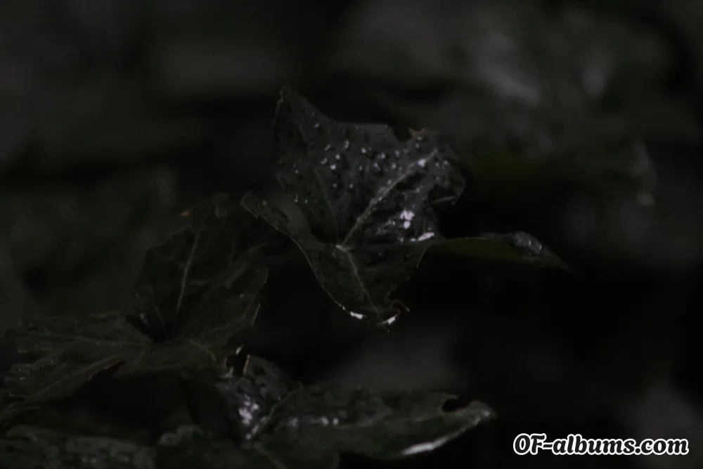 Image #2 of kate.1989