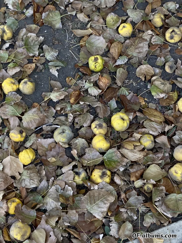 Image #2 of kijocath