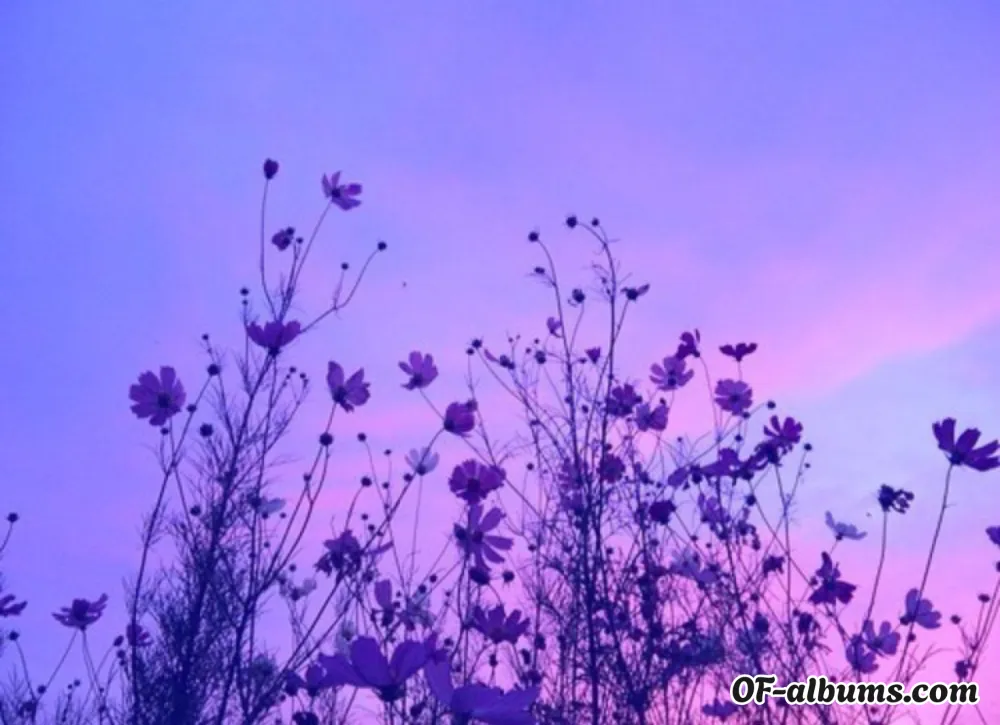 Image #2 of kittanda