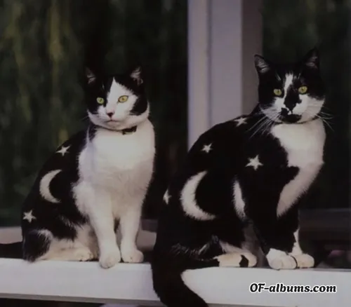 Image #4 of kittykastings