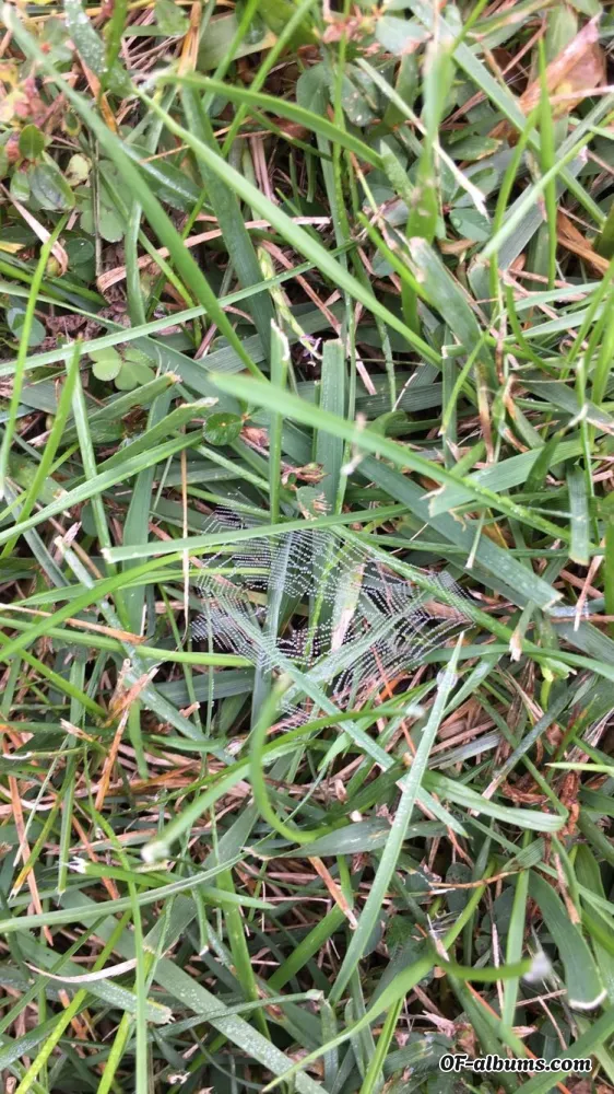 Image #2 of kittykatty669