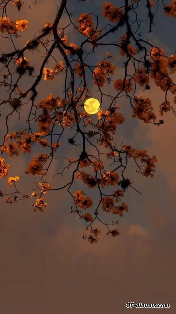 Image #2 of kxtlyx01