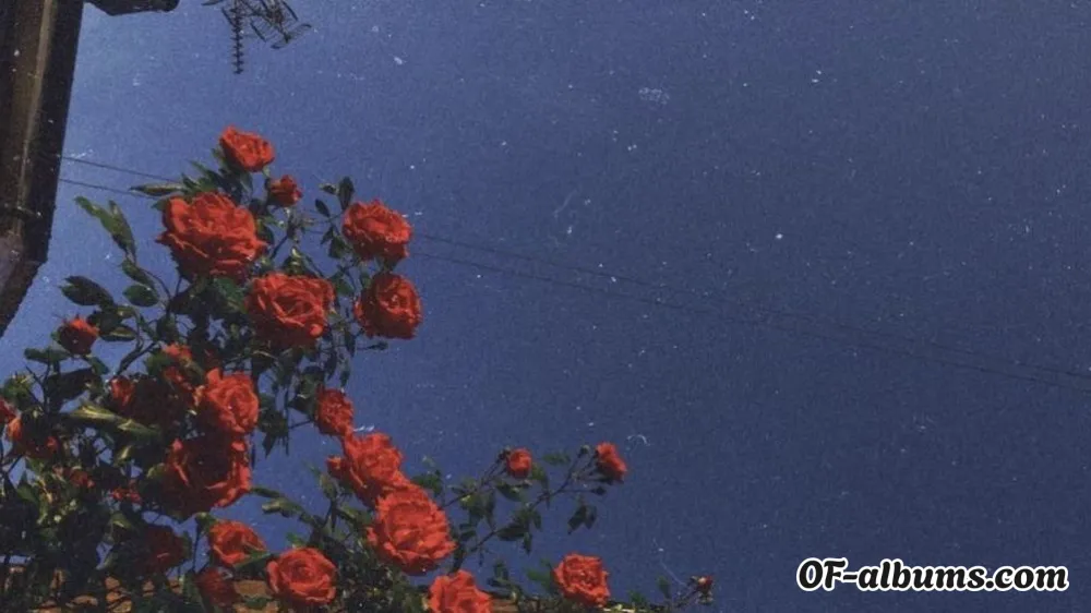 Image #2 of laceyking