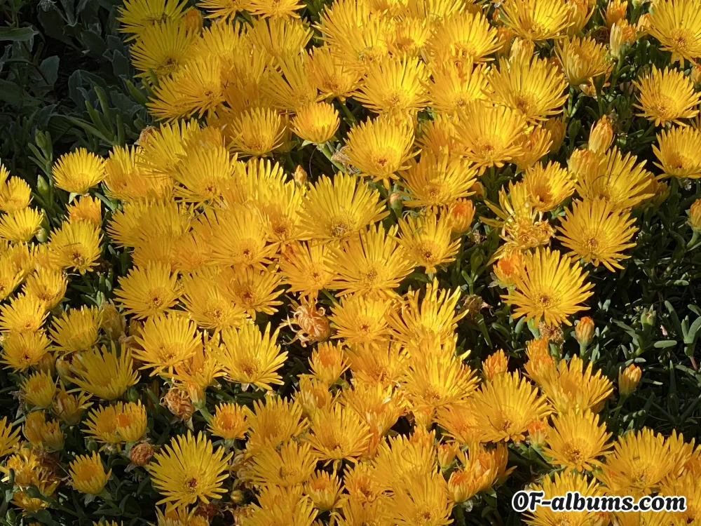 Image #2 of lillylana