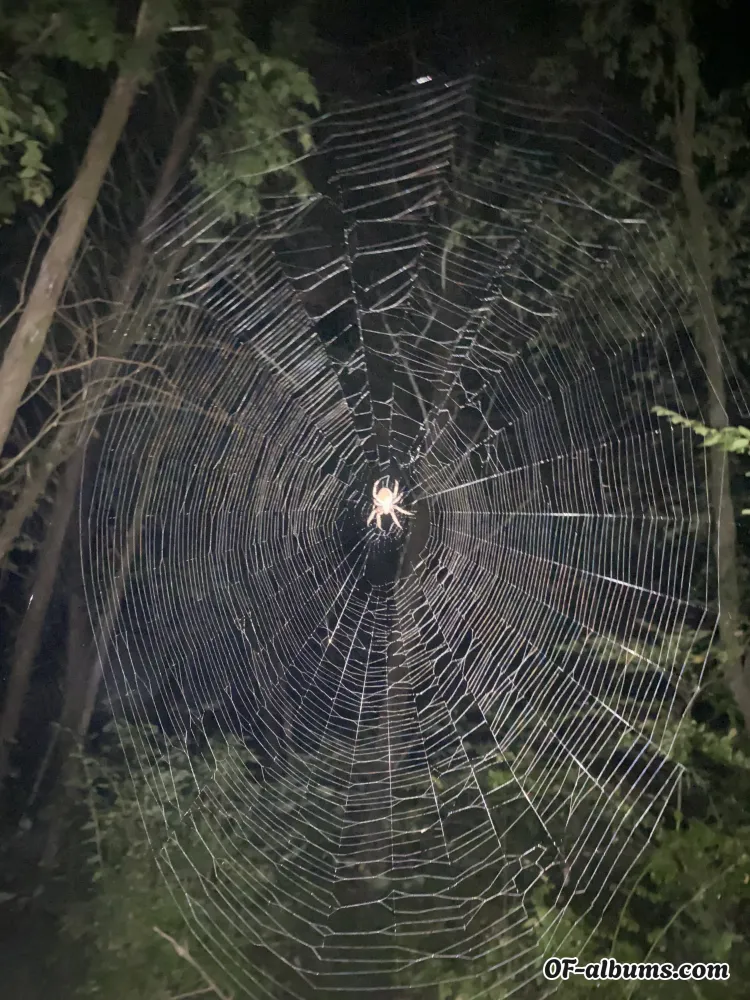 Image #2 of lilreap3r