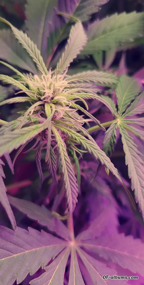 Image #8 of lilykush