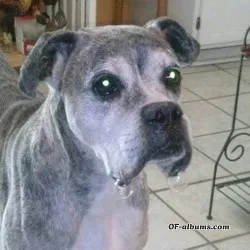 Image #3 of lola__bunny