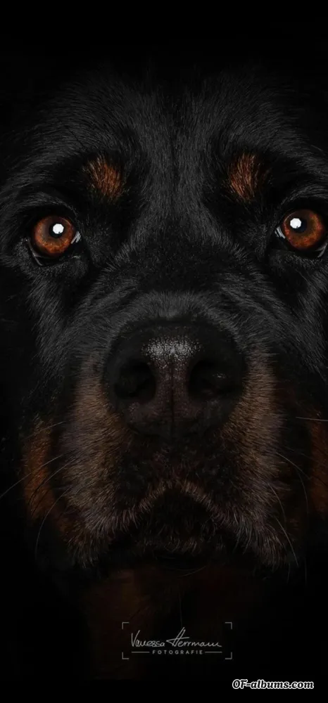 Image #1 of longstroke14