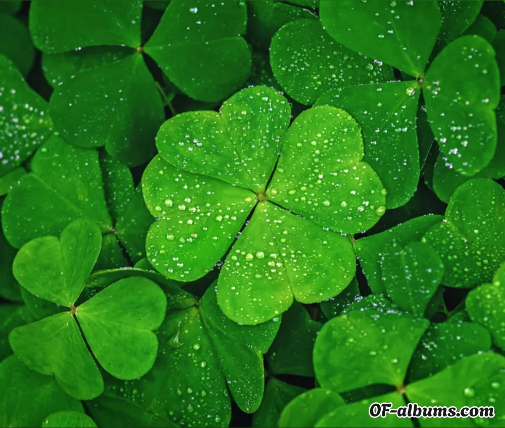 Image #6 of luckyycharm