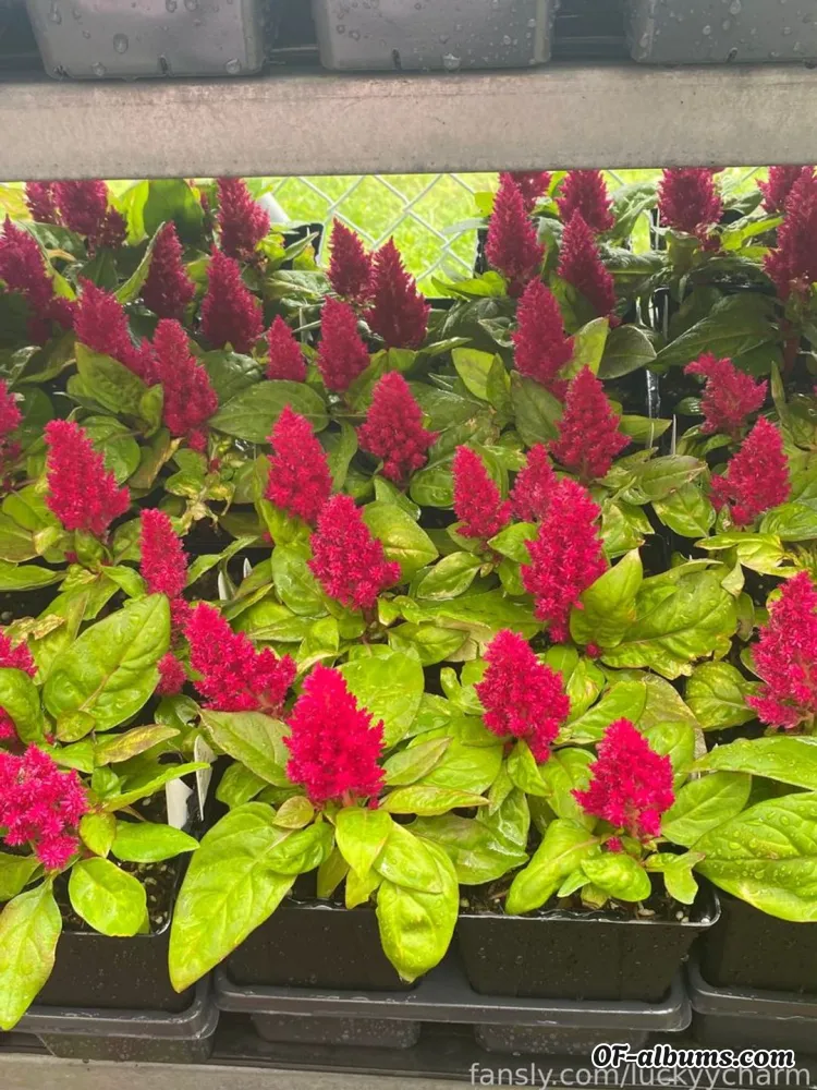 Image #2 of luckyycharm