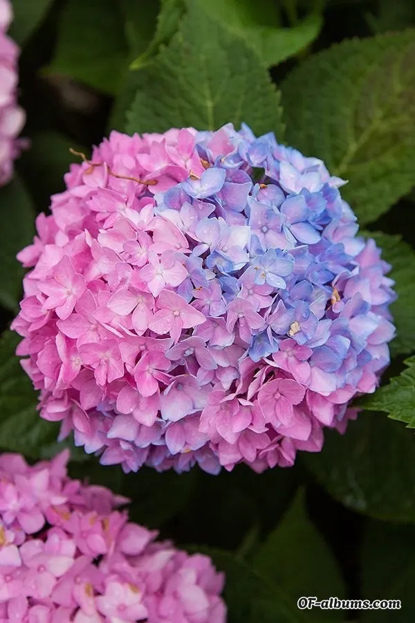 Image #2 of lulbabexo