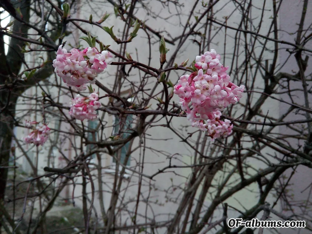 Image #2 of nachtfluegel