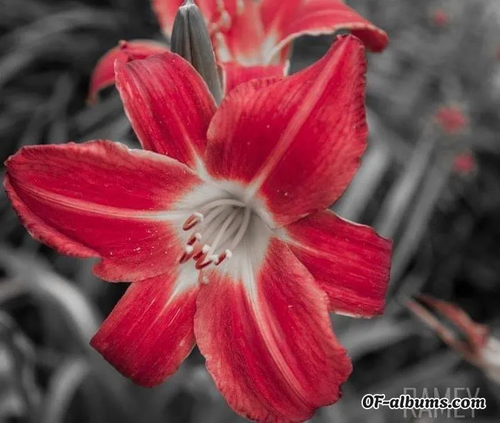 Image #2 of naughtynikki28