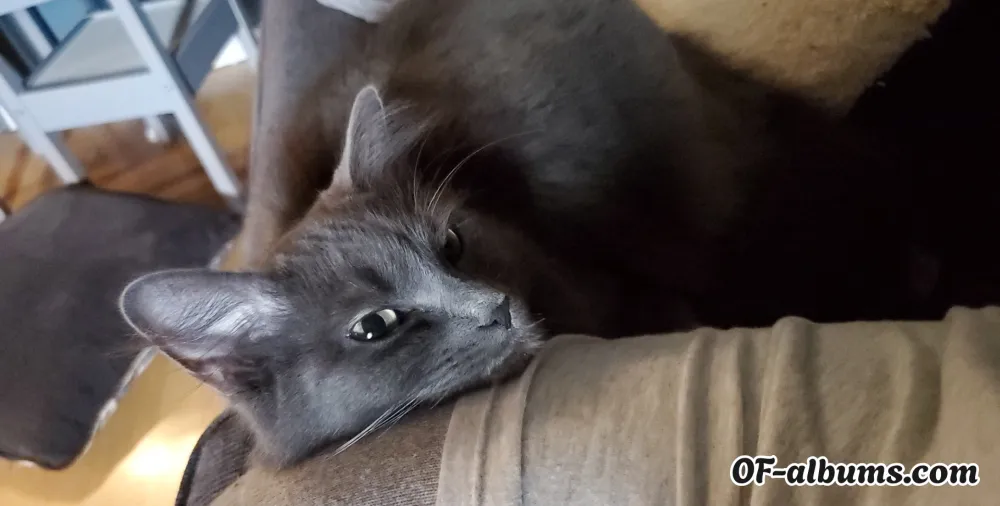 Image #2 of novacelestee